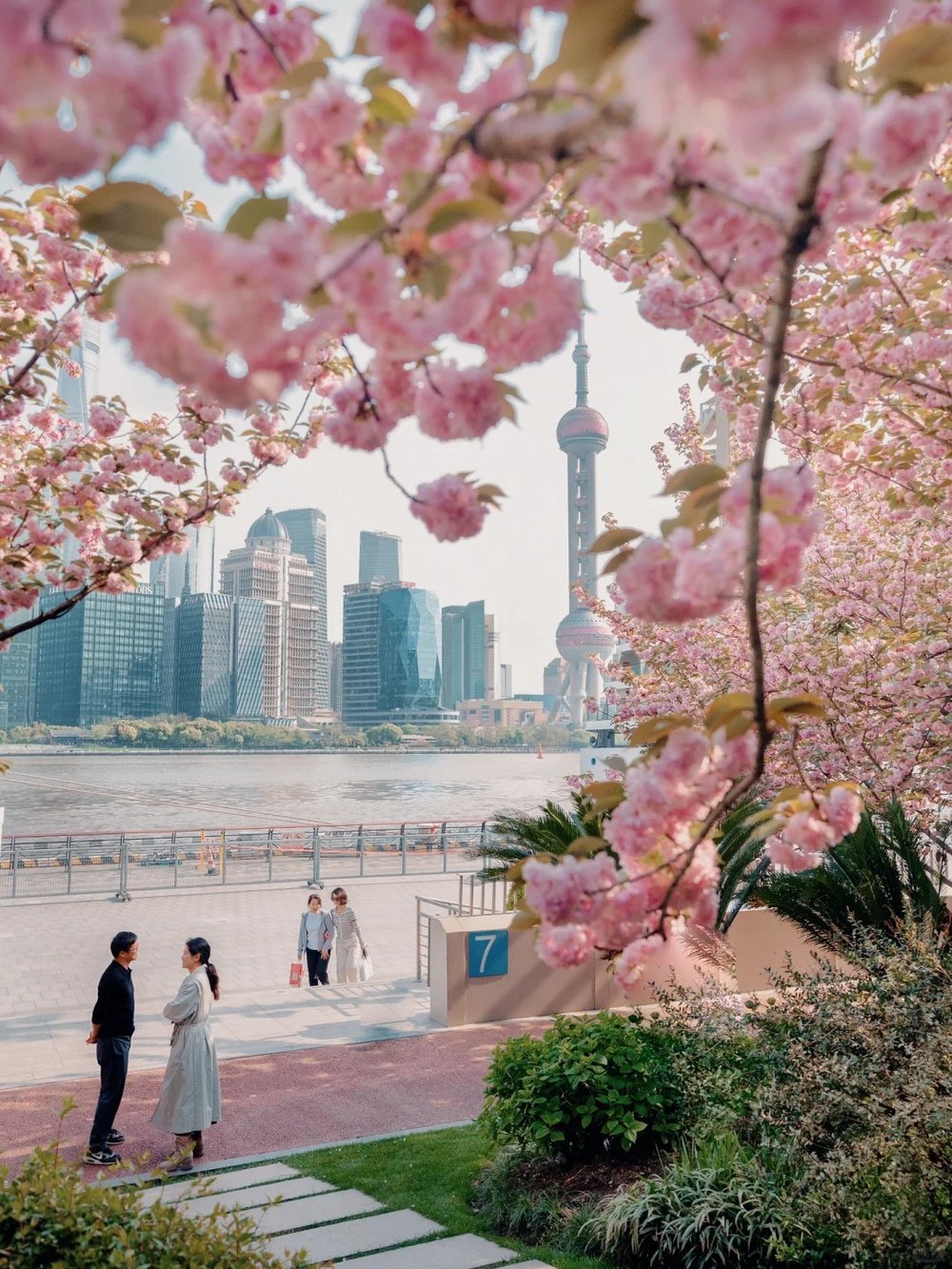Shanghai Cherry Blossom Spots - North Bund View of Oriental Pearl TV Tower