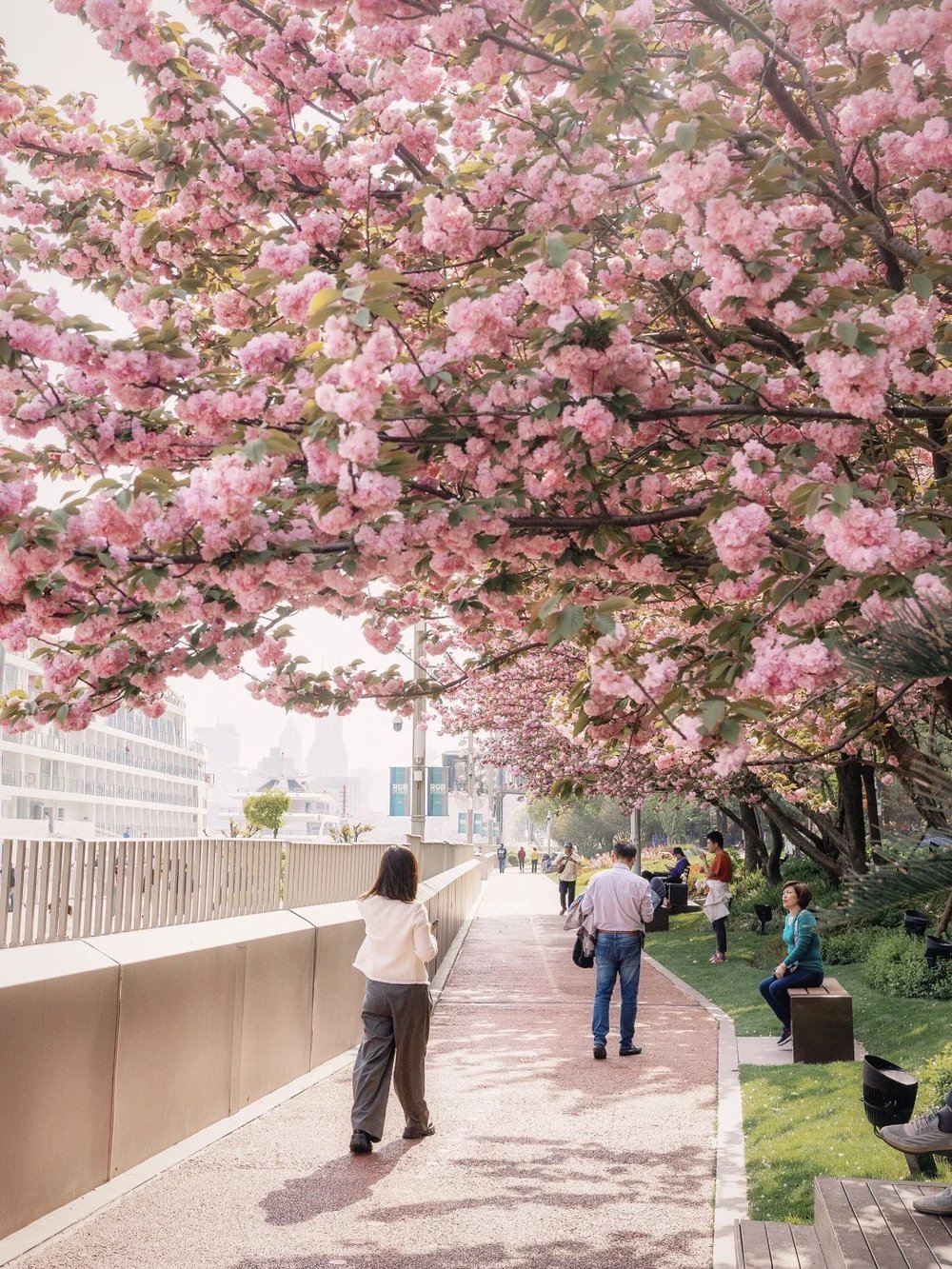 Shanghai Cherry Blossom Spots - North Bund View of Shanghai Skyline Sakura Season