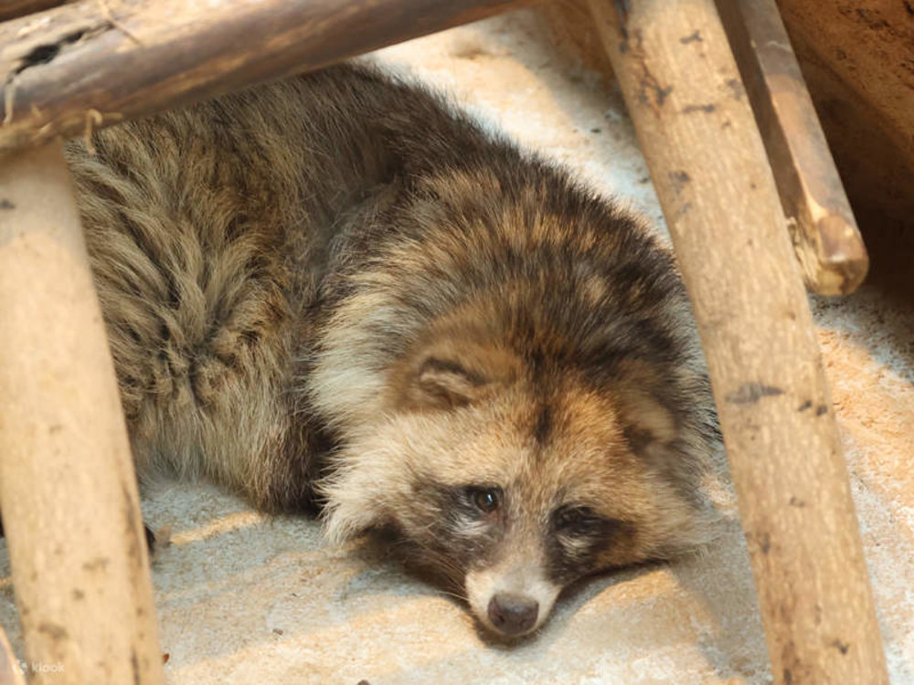 Công Viên Động Vật Hoang Dã Thâm Quyến