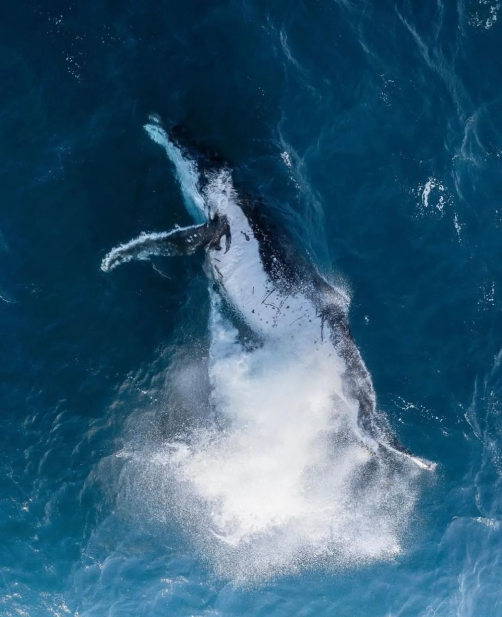 ins@bannistershotels