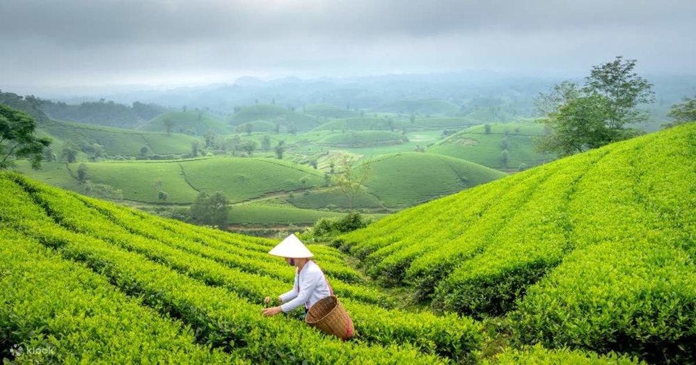 Vườn Quốc Gia Ba Vì - “Điểm Du Lịch Xanh” Gần Hà Nội 