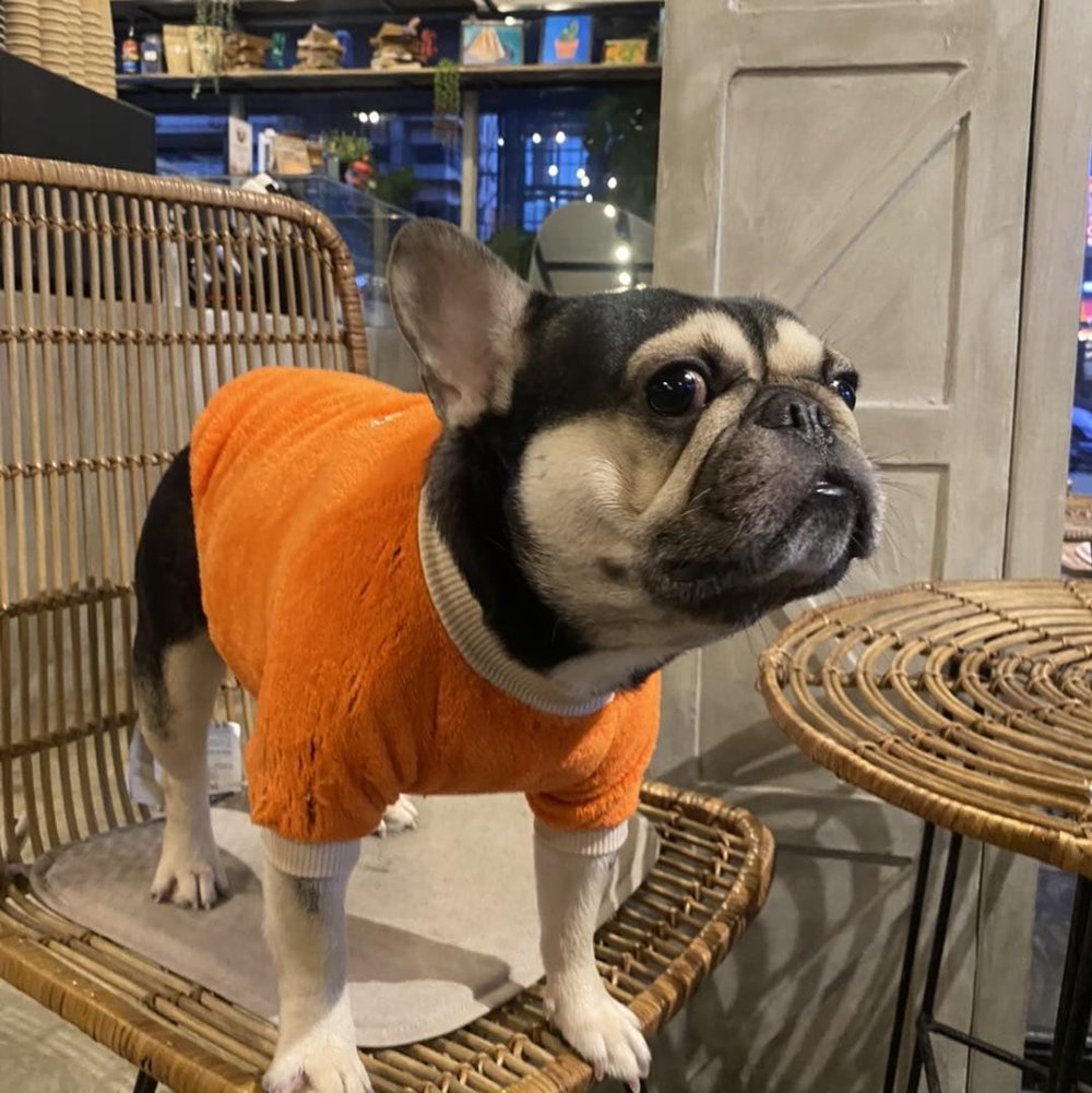 (Source: Pawfee Bean/Facebook)