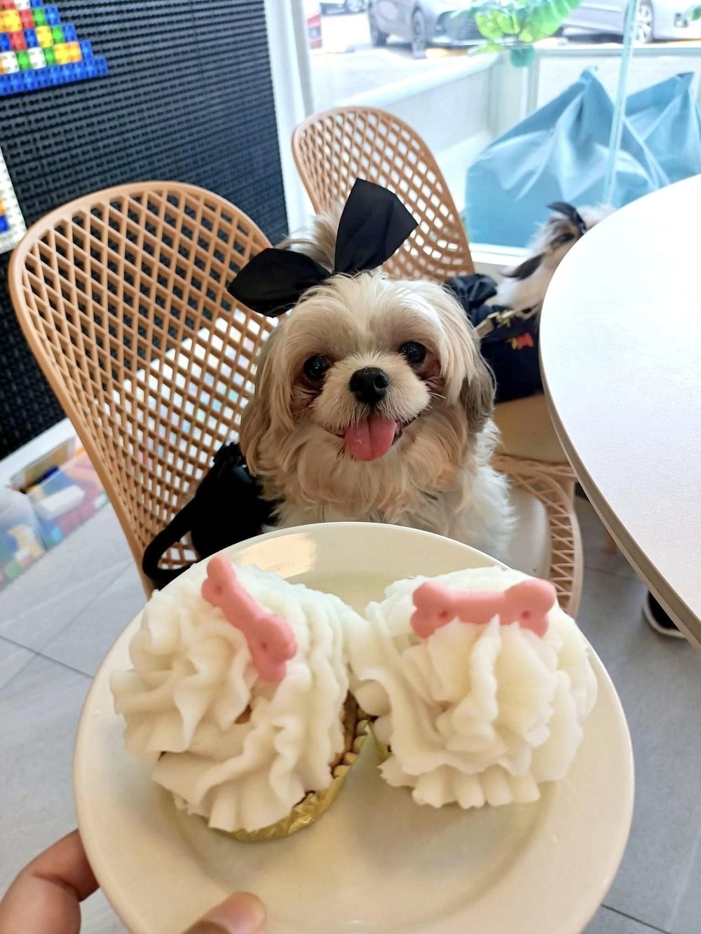 (Source: Paüse Pet Lodge & Family Cafe)