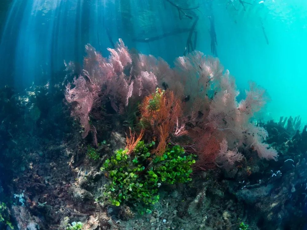 Photo@www.papuaexplorers.com