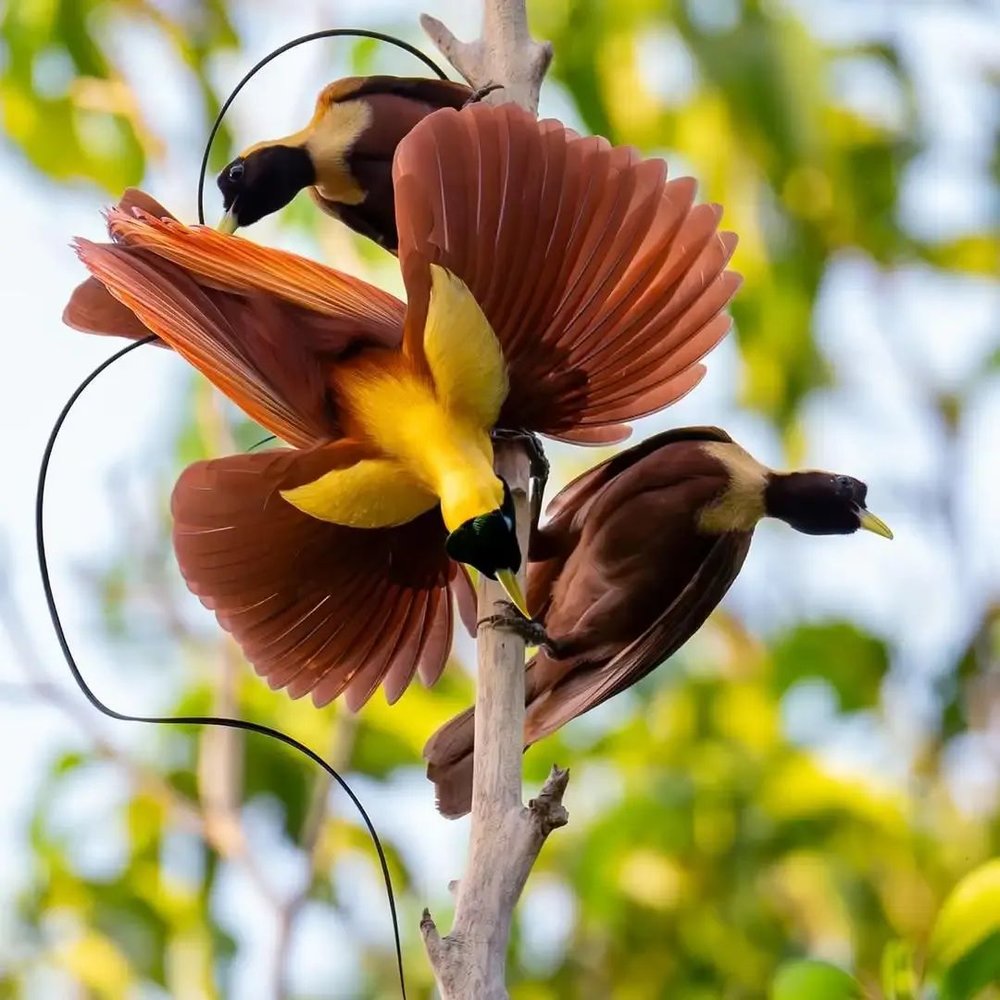 Ins@staffanwidstrand