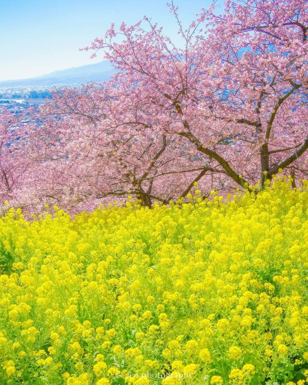 📍西平畑公园｜instagram@aco_merry2