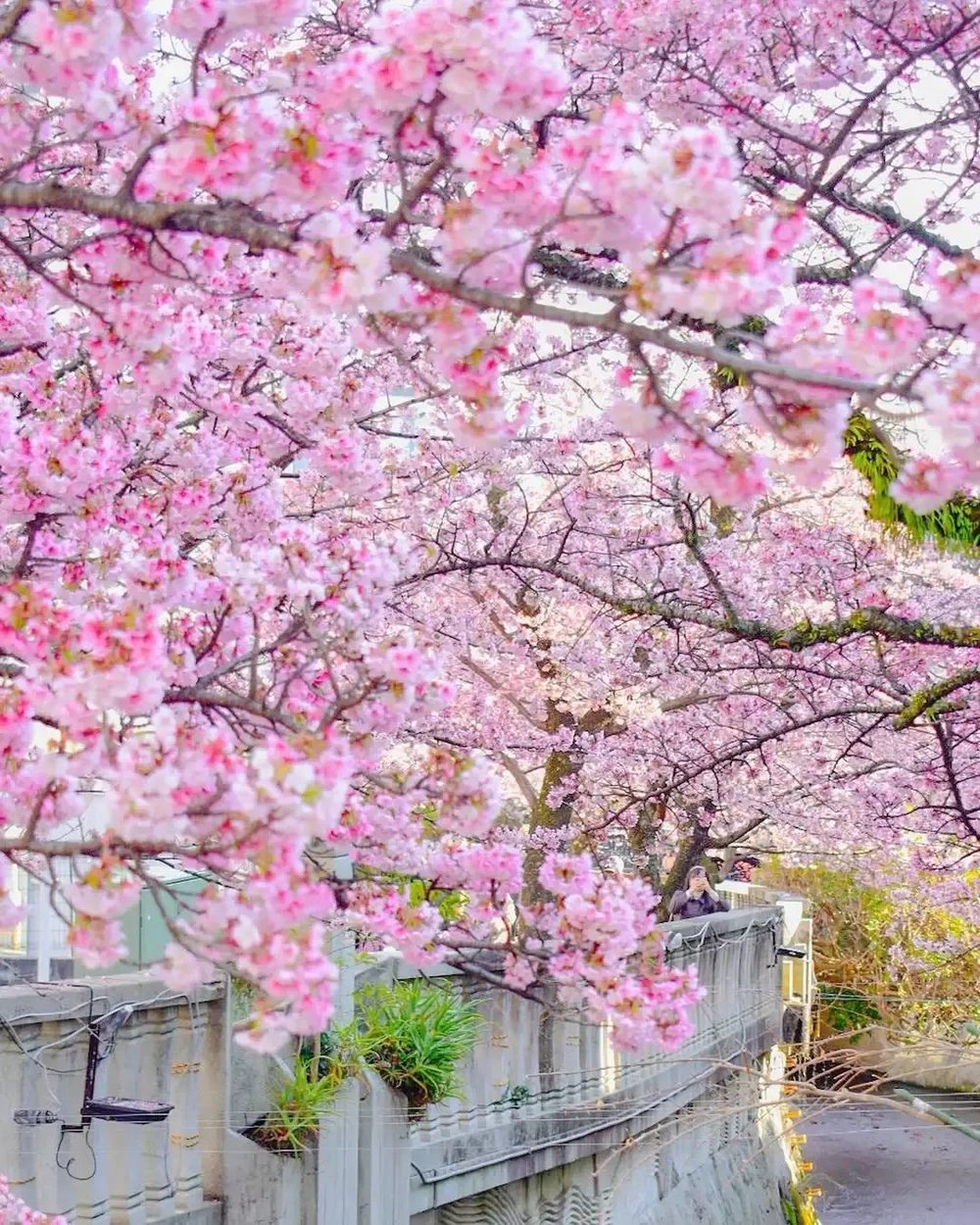 instagram@andangochan