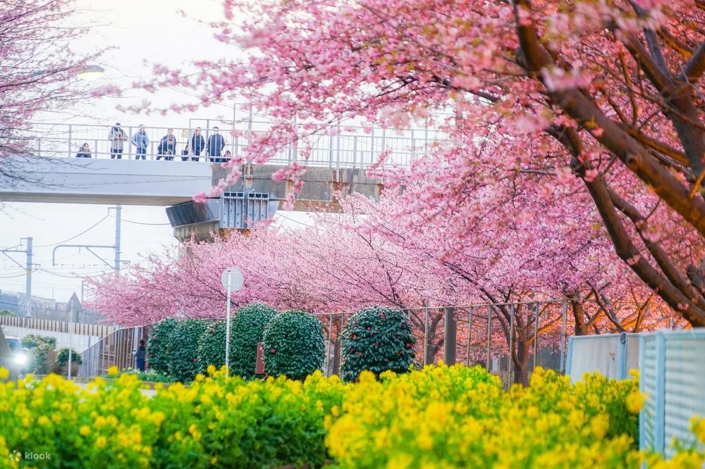 河津櫻景點, 三浦海岸河津櫻並木｜神奈川縣