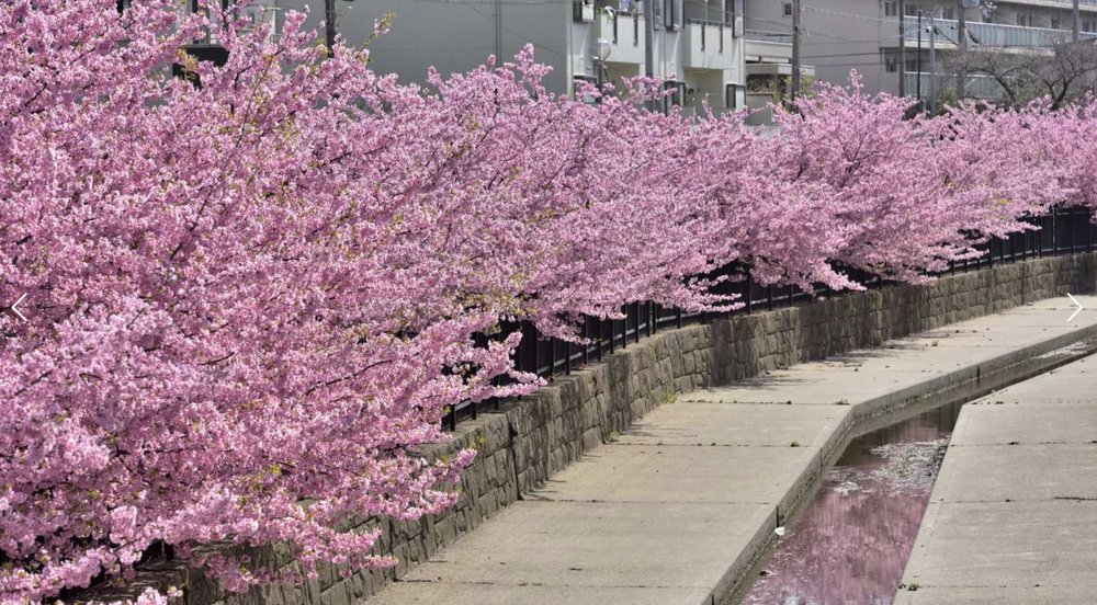 河津櫻景點, 「淀水路」河津櫻