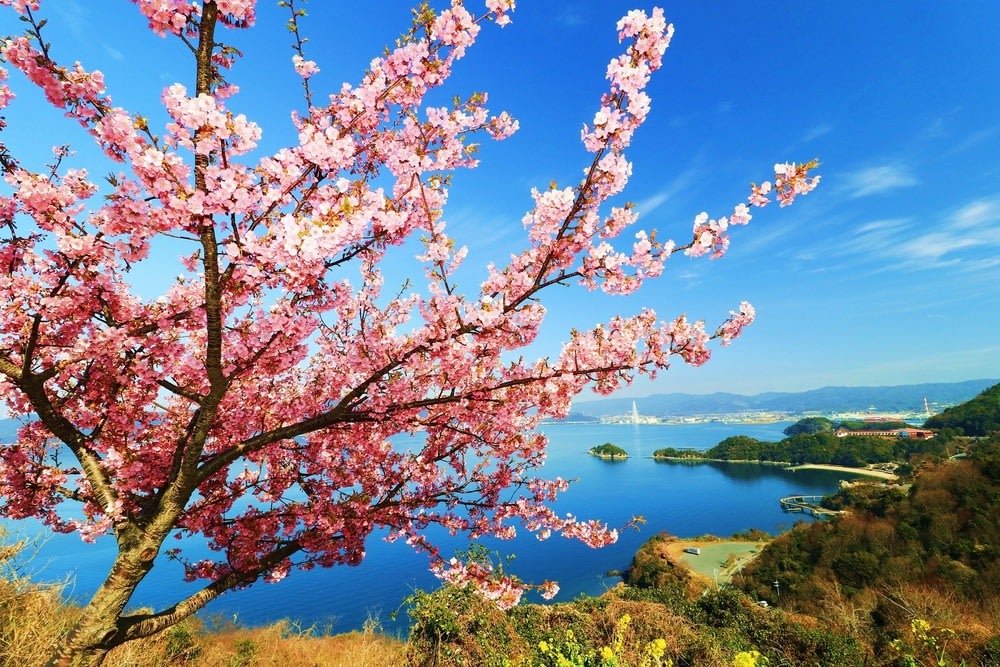 河津櫻景點, 笠戸島｜下松・山口縣