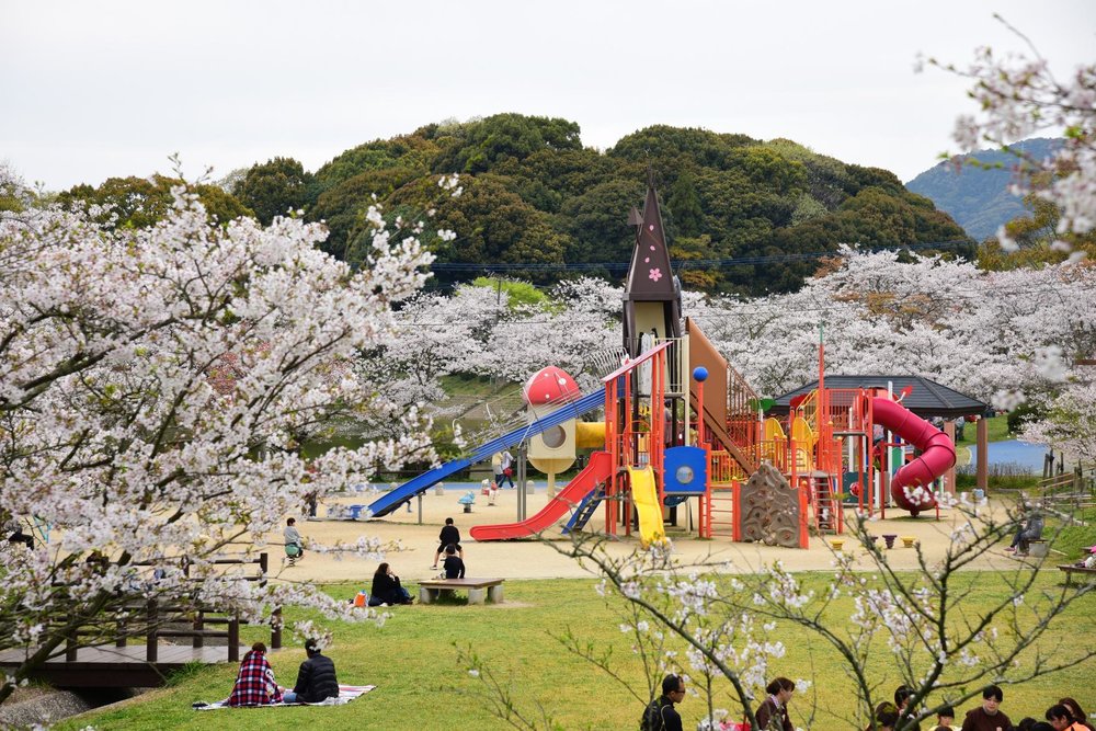 福岡櫻花,甘木公園