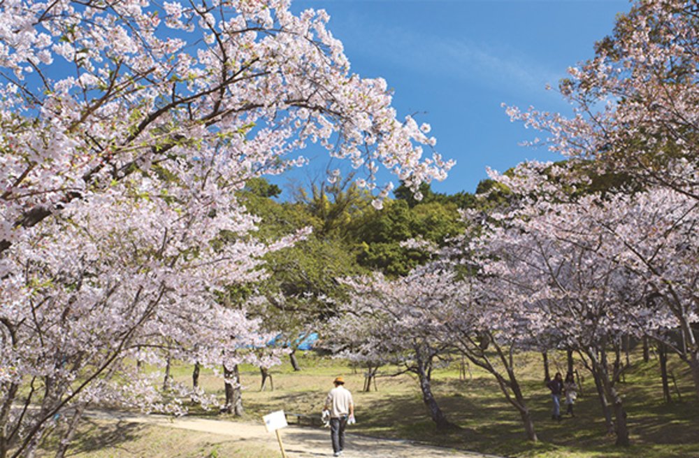 福岡櫻花