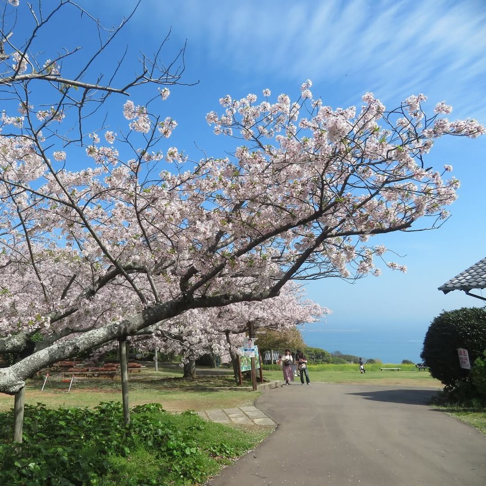 福岡櫻花
