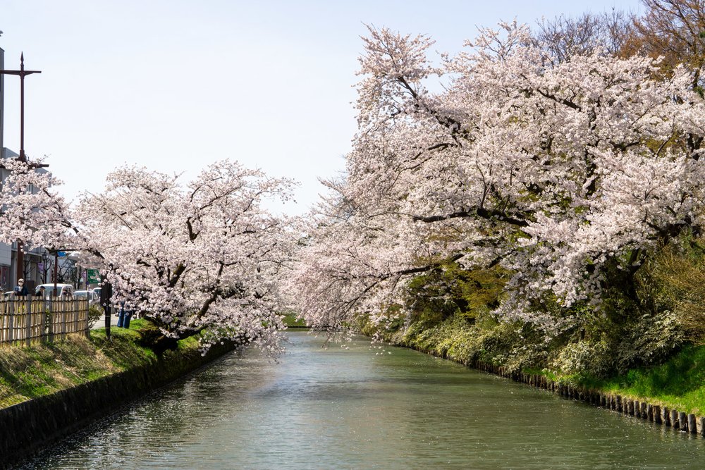 青森櫻花