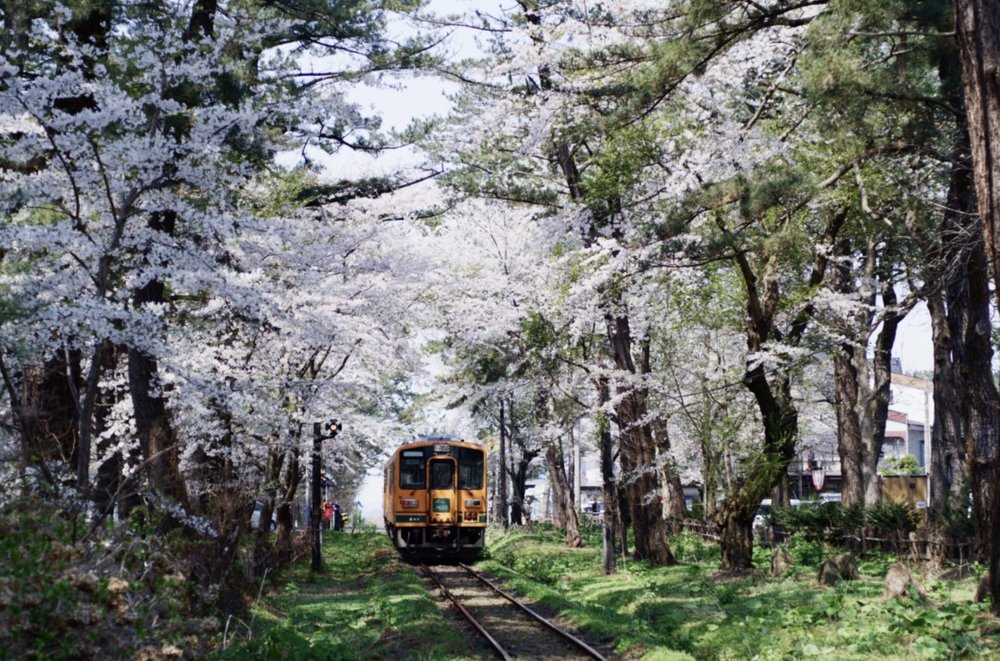 青森櫻花