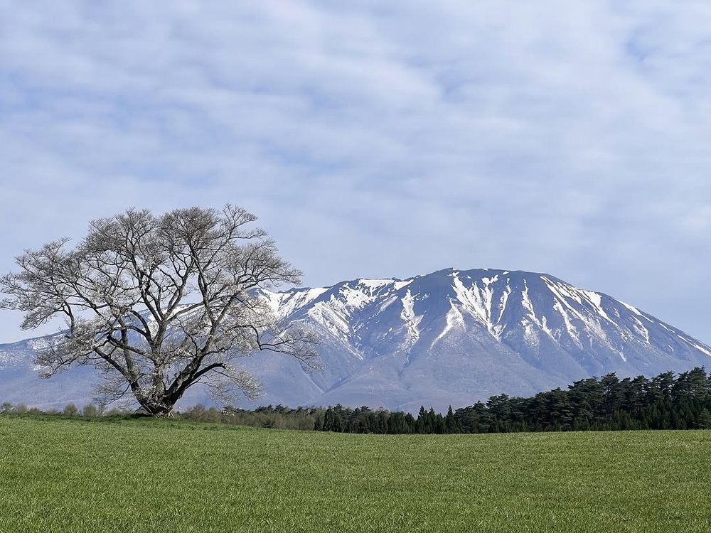 日本東北櫻花