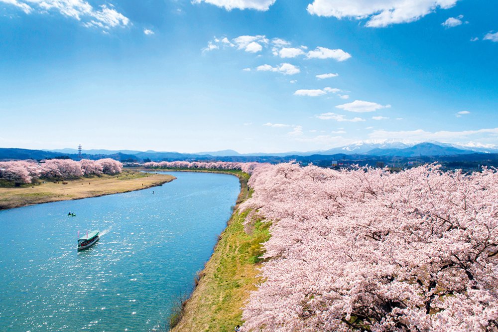 日本東北櫻花