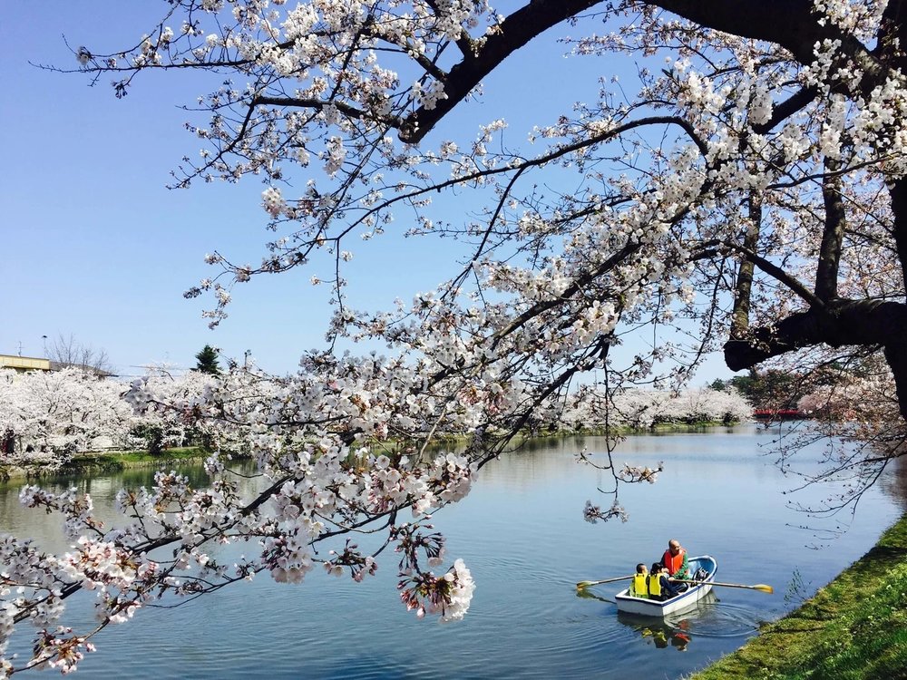 日本東北櫻花