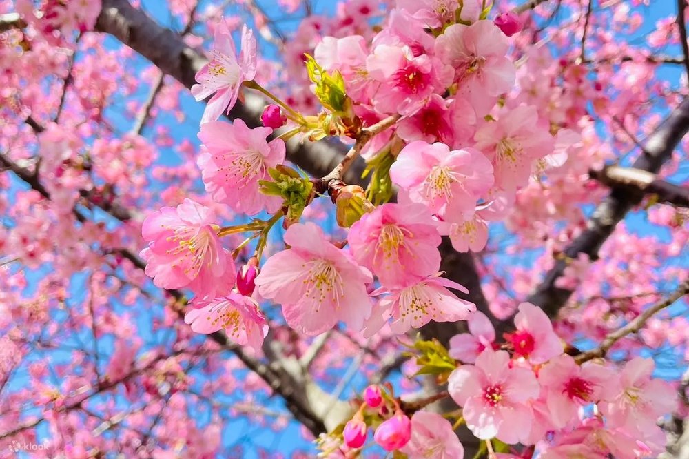 hoa-anh-dao-nhat-ban