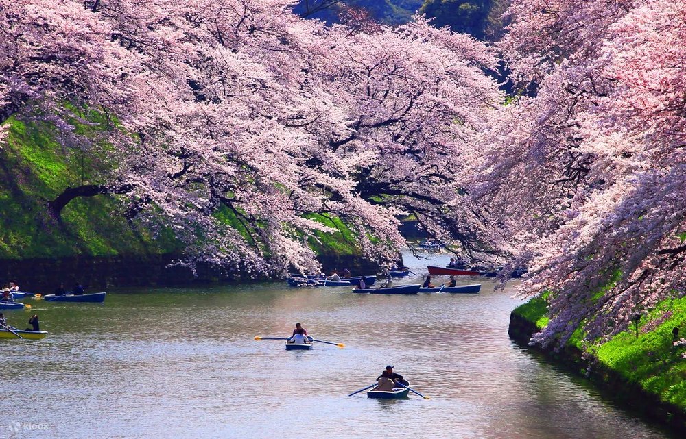 hoa-anh-dao-nhat-ban