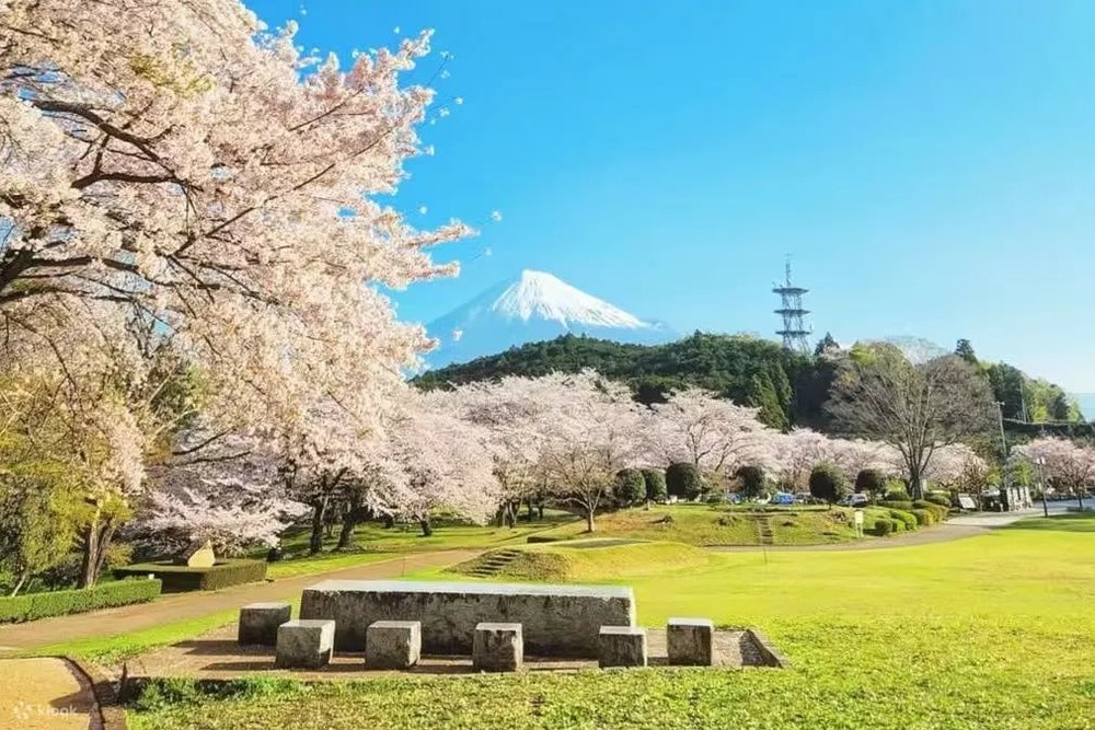 靜岡伊豆櫻花景點, 巖本山公園