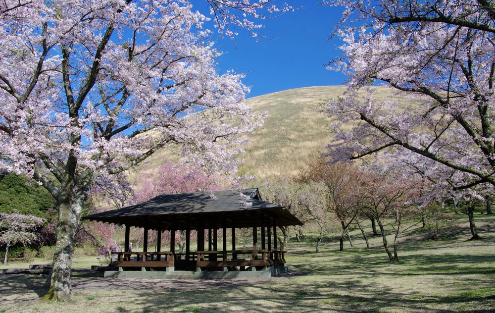 靜岡伊豆櫻花景點, 櫻花之里