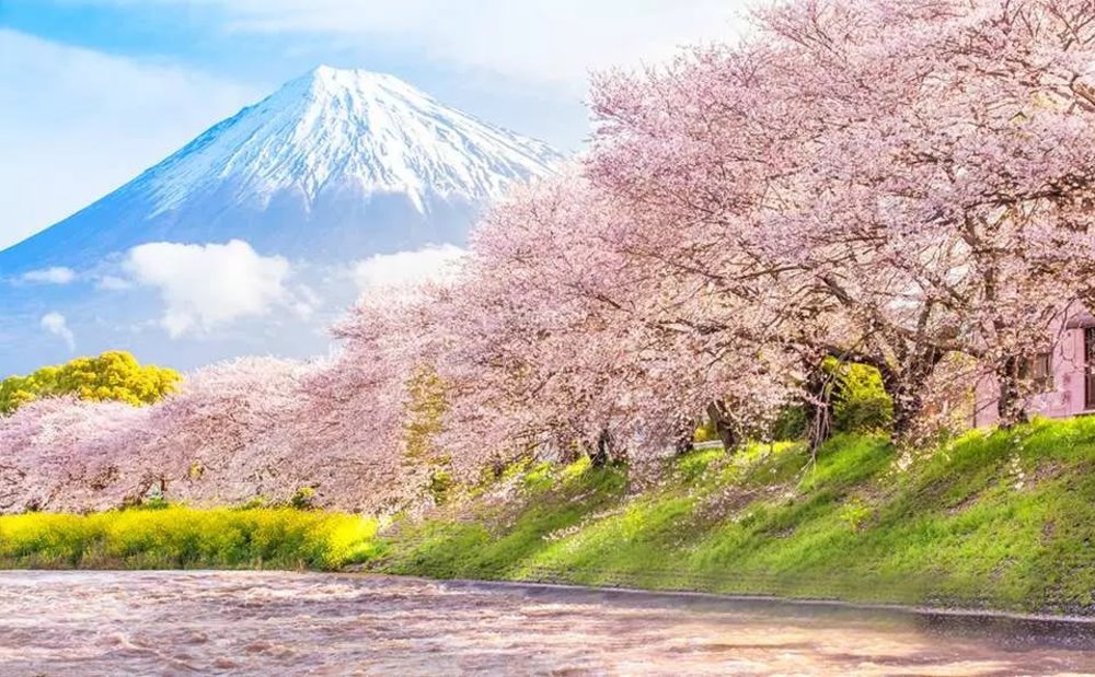 靜岡伊豆櫻花景點, 潤井川龍巖淵 