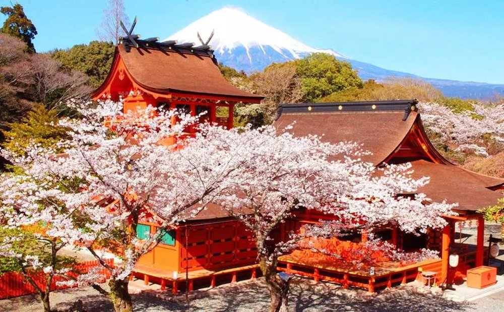 靜岡伊豆櫻花景點,  富士山本宮淺間大社