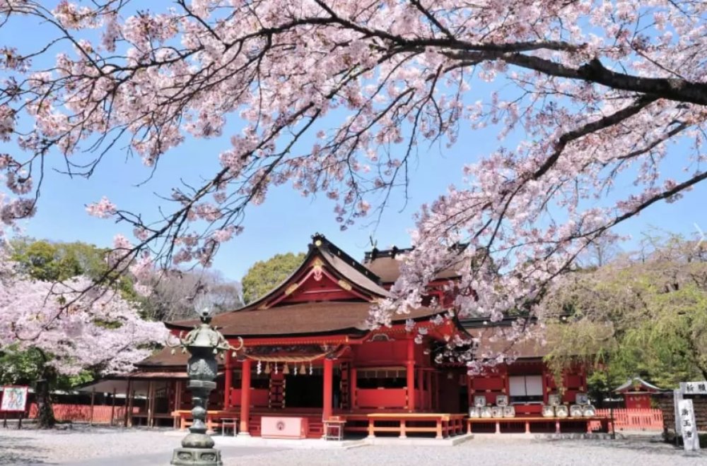 靜岡伊豆櫻花景點,  富士山本宮淺間大社