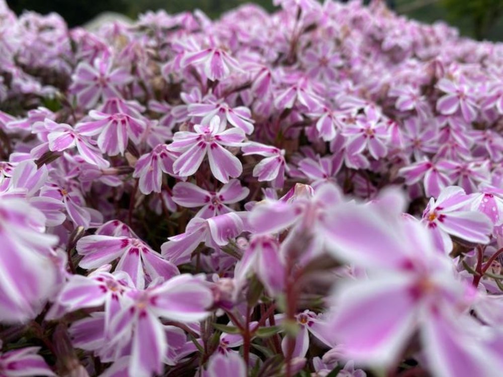 富士芝櫻 河口湖 富士芝櫻祭 河口湖櫻花 富士芝櫻祭2025 河口湖2025