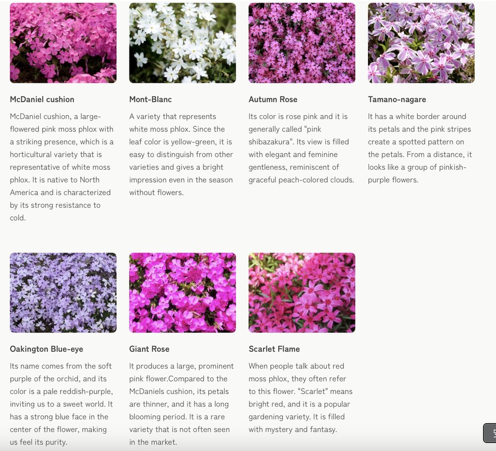 富士芝櫻 河口湖 富士芝櫻祭 河口湖櫻花 富士芝櫻祭2025 河口湖2025