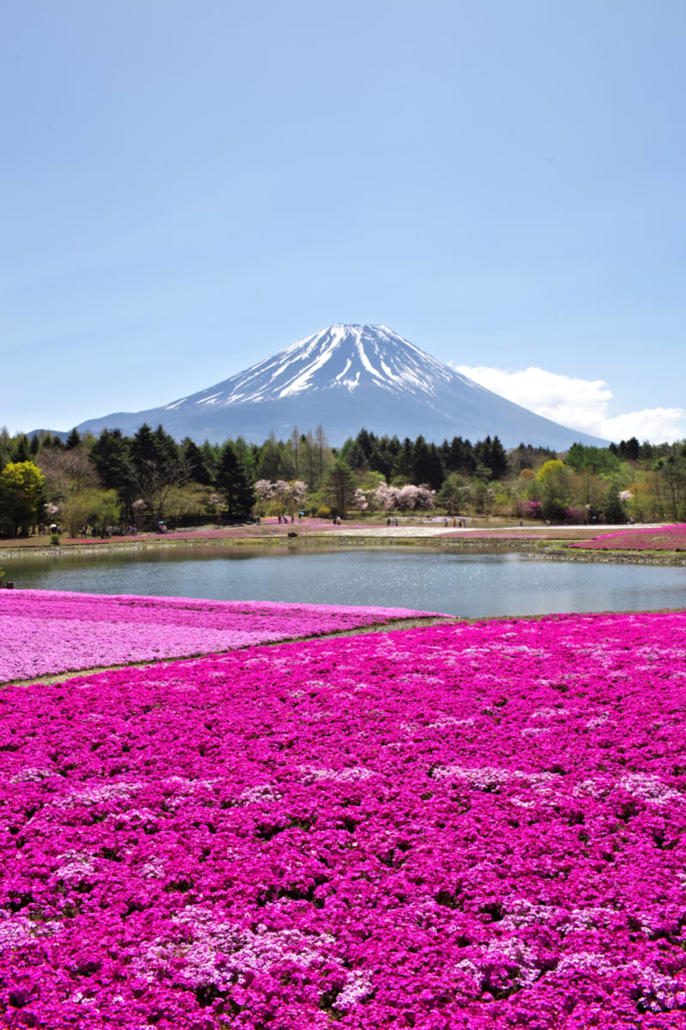 富士芝櫻 河口湖 富士芝櫻祭 河口湖櫻花 富士芝櫻祭2025 河口湖2025