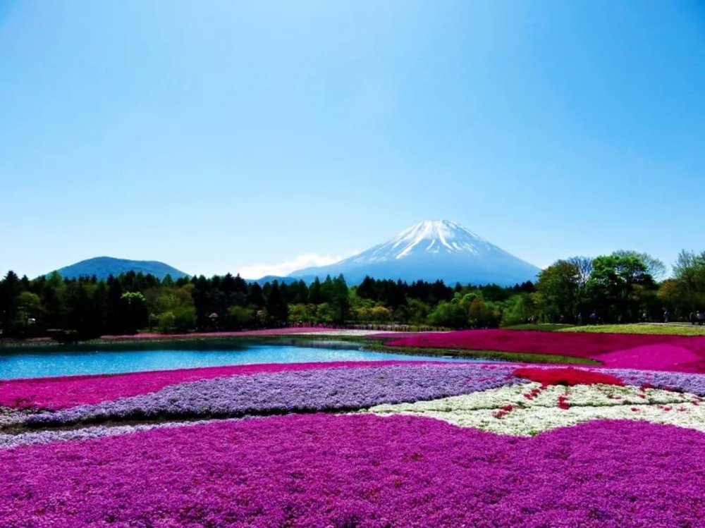 富士芝櫻 河口湖 富士芝櫻祭 河口湖櫻花 富士芝櫻祭2025 河口湖2025