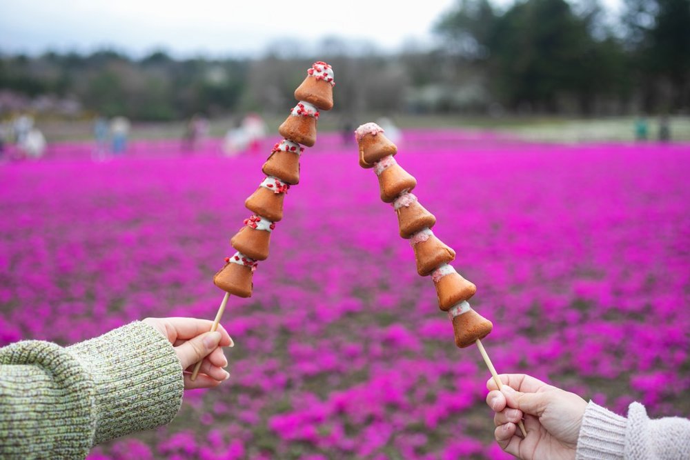 富士芝櫻 河口湖 富士芝櫻祭 河口湖櫻花 富士芝櫻祭2025 河口湖2025