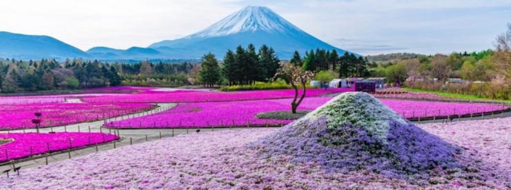 富士芝櫻 河口湖 富士芝櫻祭 河口湖櫻花 富士芝櫻祭2025 河口湖2025