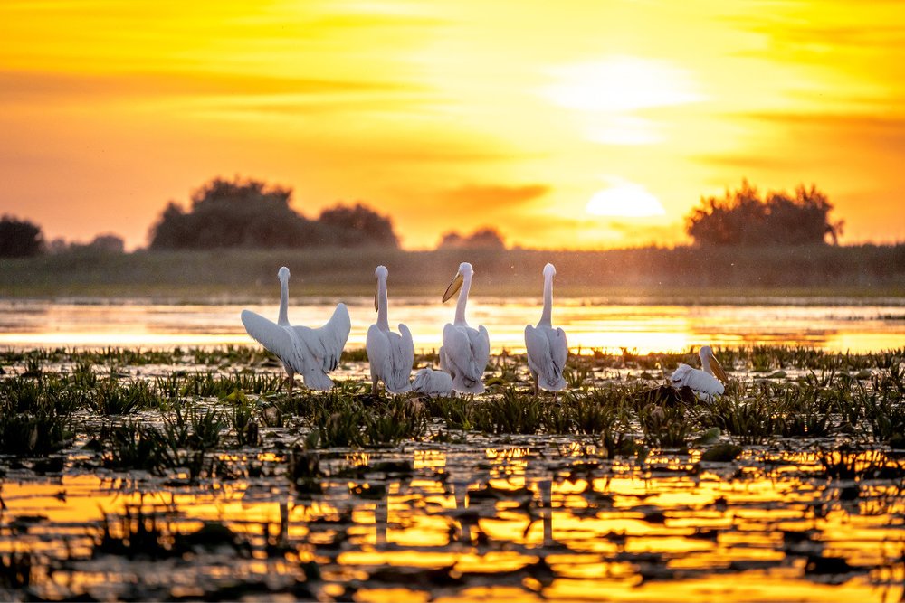 Đồng Bằng Sông Danube - Romania