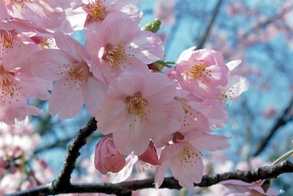 東京 新宿御苑 東京新宿御苑 東京櫻花 新宿御苑櫻花 東京賞櫻 新宿御苑賞櫻 東京櫻花2025 新宿御苑櫻花2025 東京賞櫻2025 新宿御苑賞櫻2025