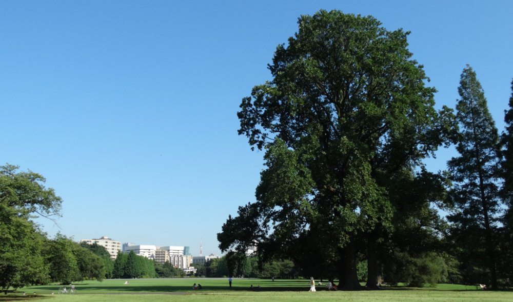 東京 新宿御苑 東京新宿御苑 東京櫻花 新宿御苑櫻花 東京賞櫻 新宿御苑賞櫻 東京櫻花2025 新宿御苑櫻花2025 東京賞櫻2025 新宿御苑賞櫻2025