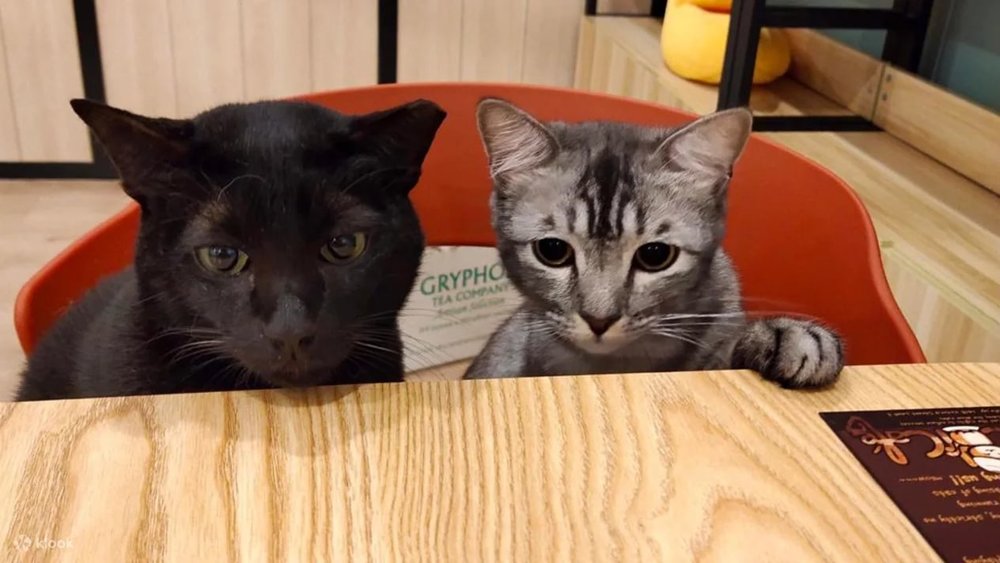 cat cafe bukit panjang