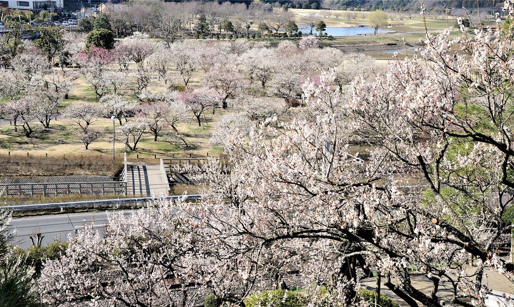 Japan Cherry Blossoms - Ibaraki Prefecture Kairakuen-Garden