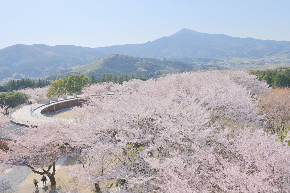 Japan Cherry Blossom Festivals - Ibaraki Flower Park