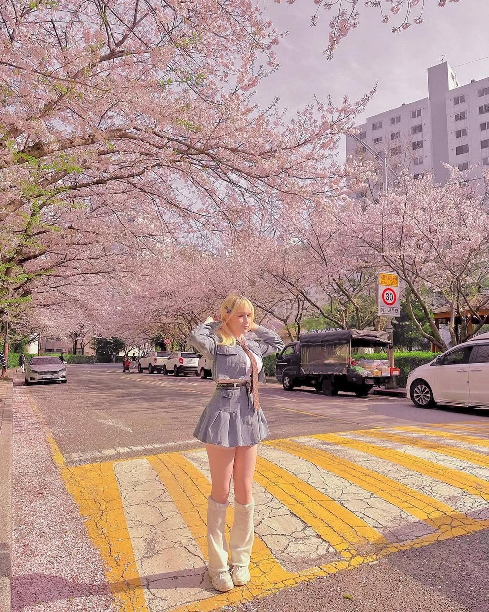 EN - Busan Dalmajigil road cherry blossom
