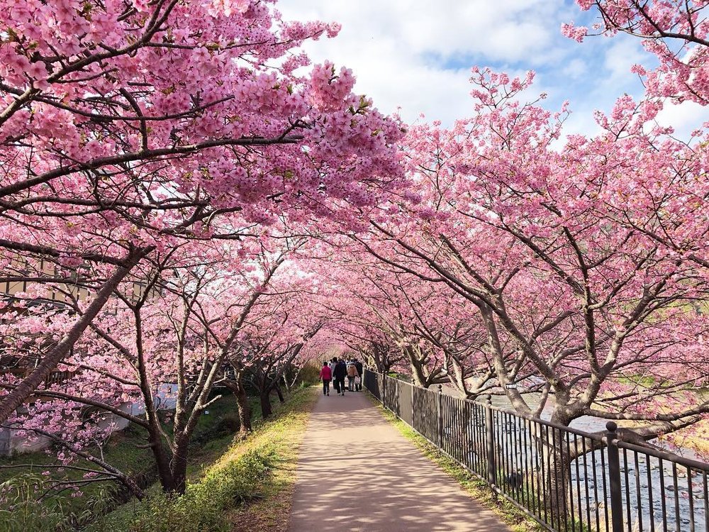 河津櫻花祭,河津櫻2025, 河津櫻夜間櫻花點燈, 夜櫻