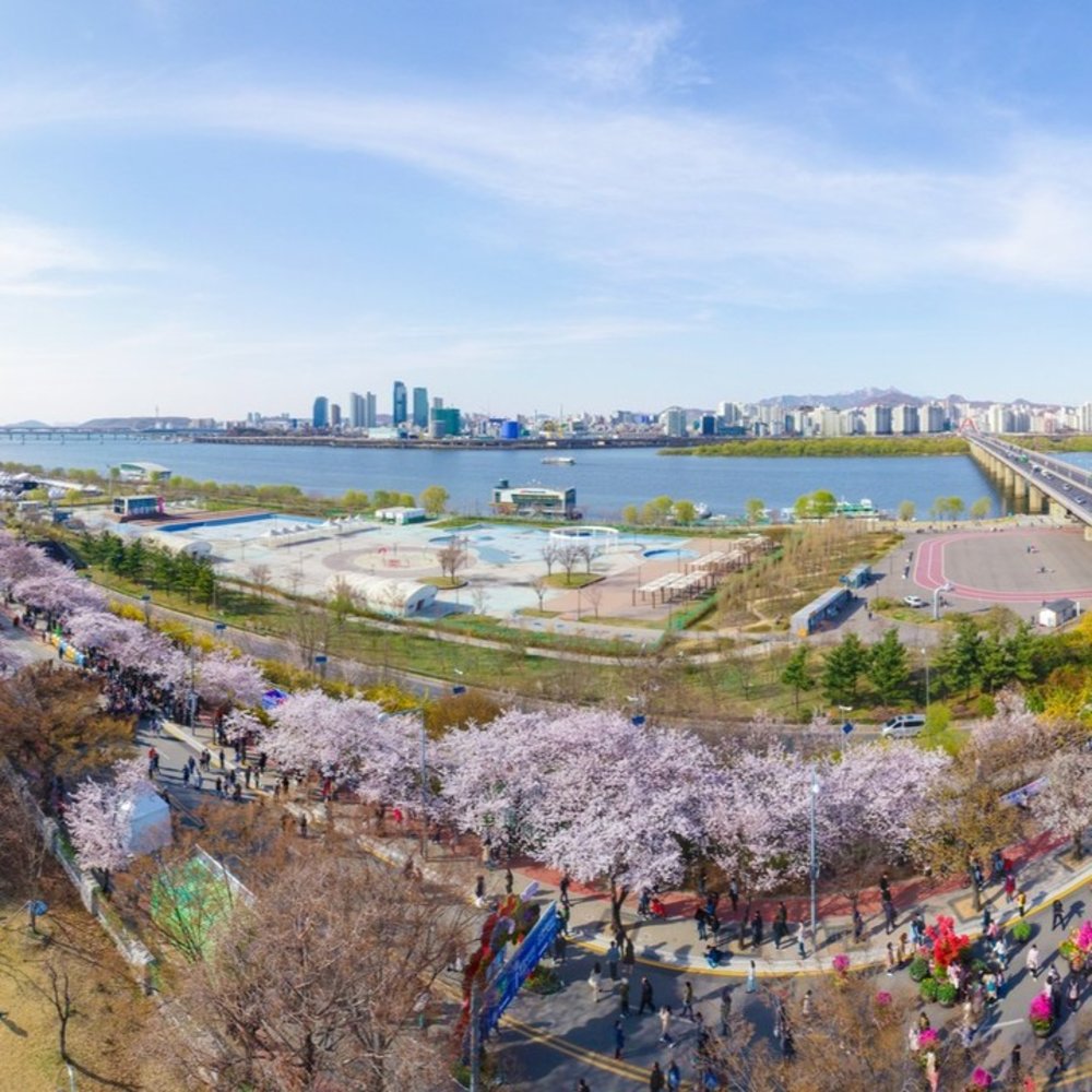 汝矣島櫻花節2025|交通方法