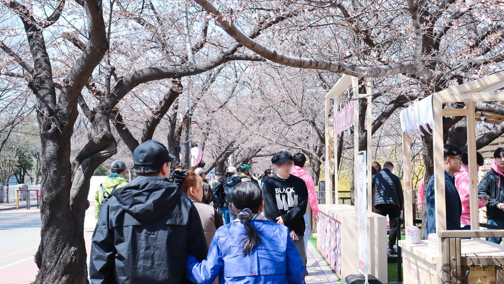 汝矣島櫻花節2025, 汝矣島一日遊行程建議