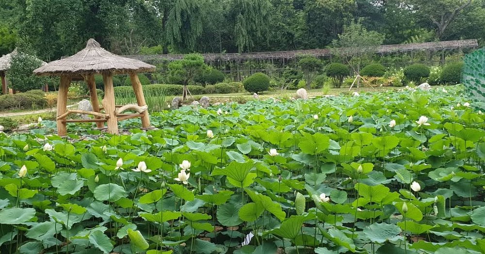 南怡島景點, 靜觀百蓮池, 南怡島一日遊, 南怡島銀杏, 南怡島櫻花, 南怡島景點, 南怡島紅葉