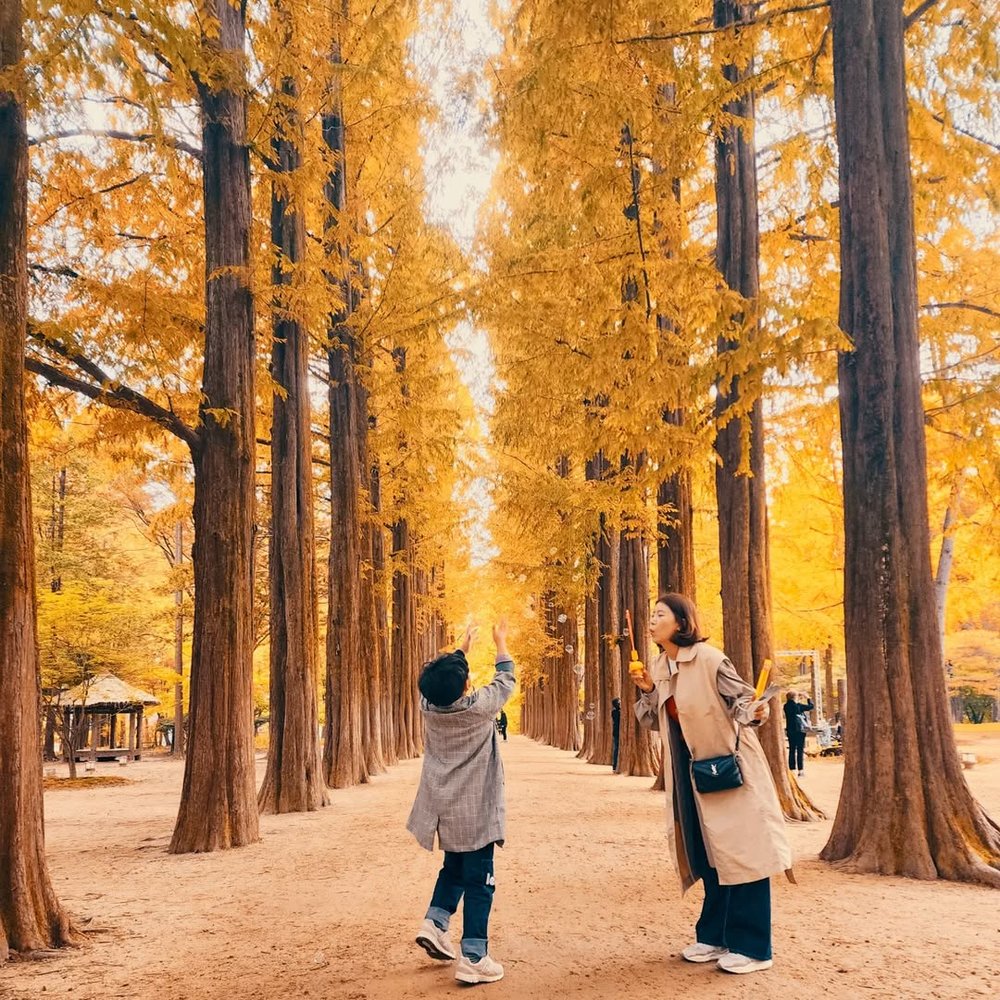 南怡島自由行, 南怡島一日遊, 南怡島銀杏, 南怡島櫻花, 南怡島景點, 南怡島紅葉
