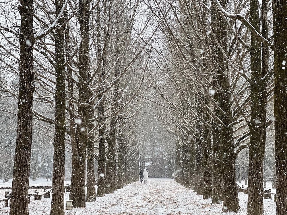 南怡島自由行, 南怡島一日遊, 南怡島銀杏, 南怡島櫻花, 南怡島景點, 南怡島紅葉