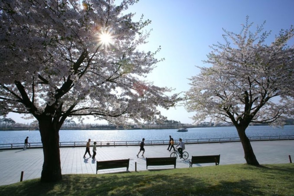 一山湖水公園櫻花, 韓國櫻花, 首爾櫻花, 兒童大公園, 首爾 櫻花 時間, 首爾4月櫻花