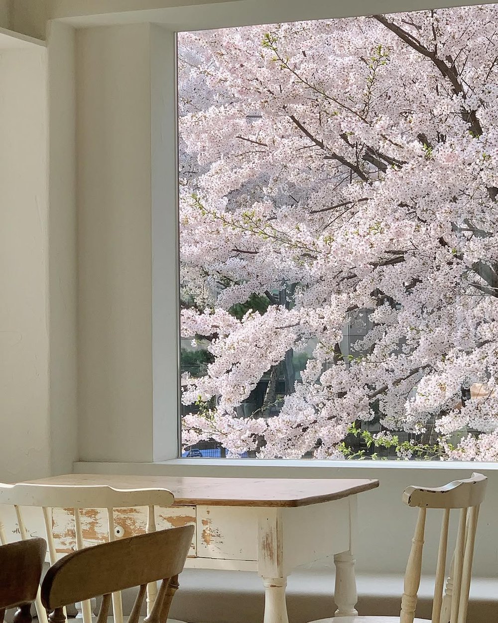 Dear Moment櫻花, 韓國櫻花, 首爾櫻花Cafe, 首爾 櫻花 時間, 首爾4月櫻花
